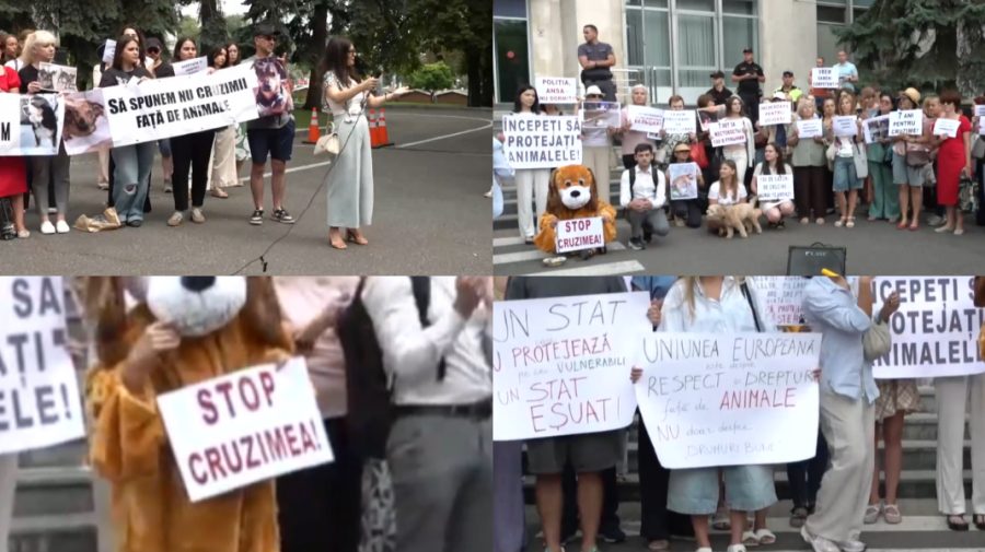 VIDEO „Stop cruzimii”. Voluntarii și activiștii au cerut măsuri urgente împotriva abuzurilor asupra animalelor