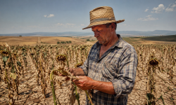 Canicula și seceta lovesc puternic agricultura Europei: Pierderi uriașe la legume și cereale