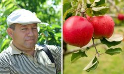 Cum se pregătesc livezile pentru toamnă. Un specialist explică de ce irigarea și tratamentele sunt esențiale