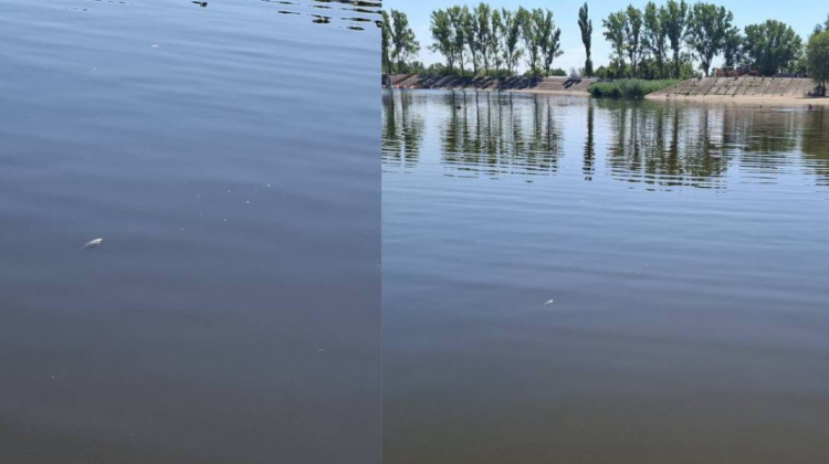 Peștii morți pe lacul Delia: Șeful Inspectoratului pentru Protecția Mediului explică cauza și măsurile întreprinse