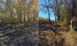 Incendiu de vegetație într-o localitate din Sîngerei: O femeie s-a ales cu proces-verbal