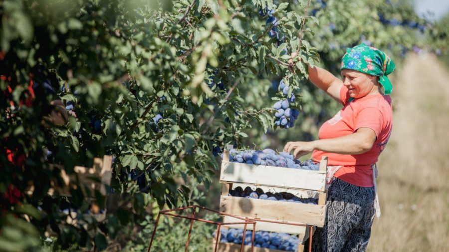 Procedură simplificată pentru angajarea muncitorilor străini în munci sezoniere