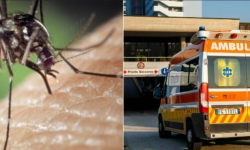 Virusul West Nile se extinde în Italia: Peste 40 de decese și sute de cazuri confirmate