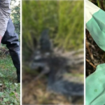 FOTO Cinci păsări protejate, împușcate la Rîșcani: Printre acestea, un cocostârc urmărit prin GPS în drumul spre Africa
