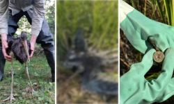 FOTO Cinci păsări protejate, împușcate la Rîșcani: Printre acestea, un cocostârc urmărit prin GPS în drumul spre Africa