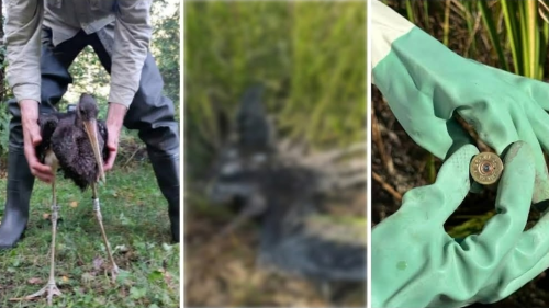 FOTO Cinci păsări protejate, împușcate la Rîșcani: Printre acestea, un cocostârc urmărit prin GPS în drumul spre Africa
