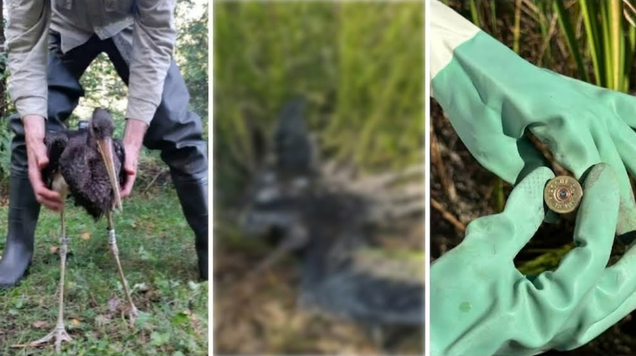 FOTO Cinci păsări protejate, împușcate la Rîșcani: Printre acestea, un cocostârc urmărit prin GPS în drumul spre Africa