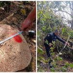 FOTO Controale în pădurile din Moldova: Amenzi de peste 160 de mii de lei, aplicate pentru încălcări