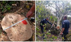 FOTO Controale în pădurile din Moldova: Amenzi de peste 160 de mii de lei, aplicate pentru încălcări