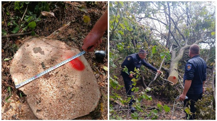 FOTO Controale în pădurile din Moldova: Amenzi de peste 160 de mii de lei, aplicate pentru încălcări