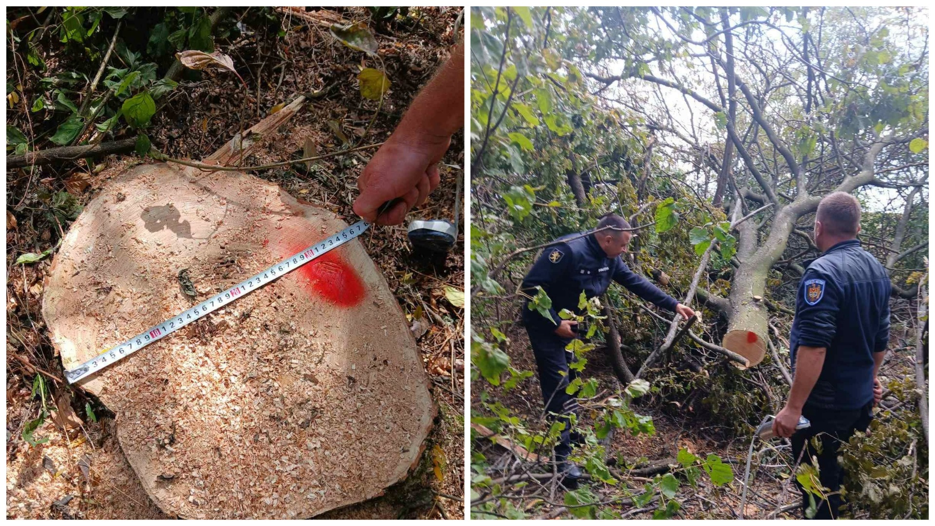 FOTO Controale în pădurile din Moldova: Amenzi de peste 160 de mii de lei, aplicate pentru încălcări