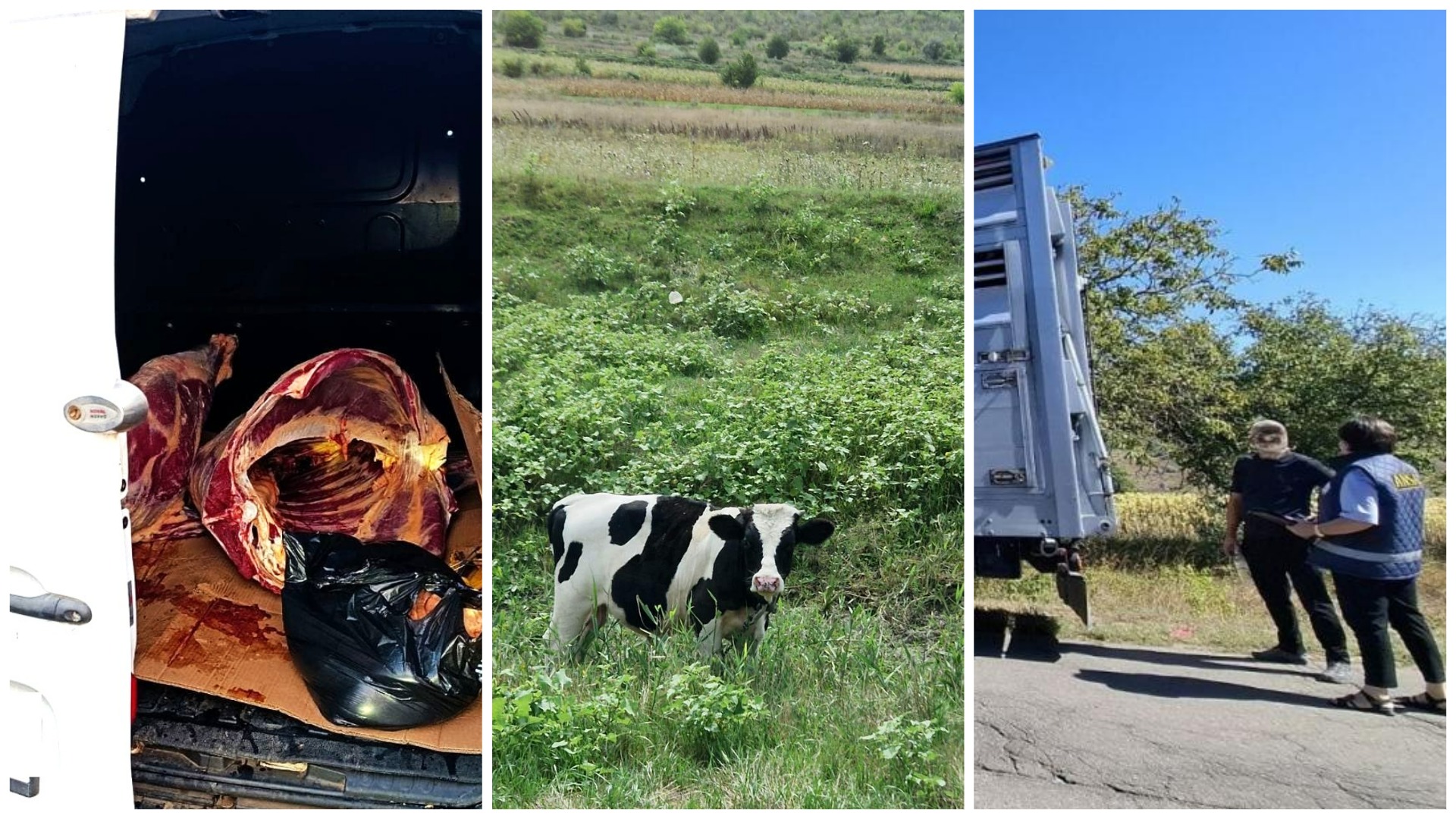 Alertă sanitară: Carne și 25 de bovine fără acte, depistate într-o gospodărie din Călărași