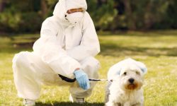 Aproape 60 de cazuri de rabie la animale, înregistrate anul trecut în Moldova
