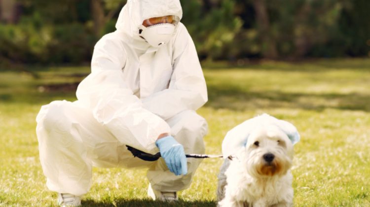 Aproape 60 de cazuri de rabie la animale, înregistrate anul trecut în Moldova
