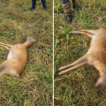Braconaj în apropiere de Novaci. O căprioară a fost împușcată ilegal