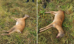 Braconaj în apropiere de Novaci. O căprioară a fost împușcată ilegal