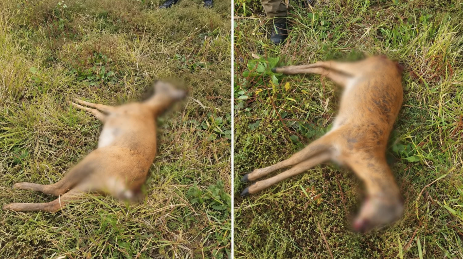 Braconaj în apropiere de Novaci. O căprioară a fost împușcată ilegal