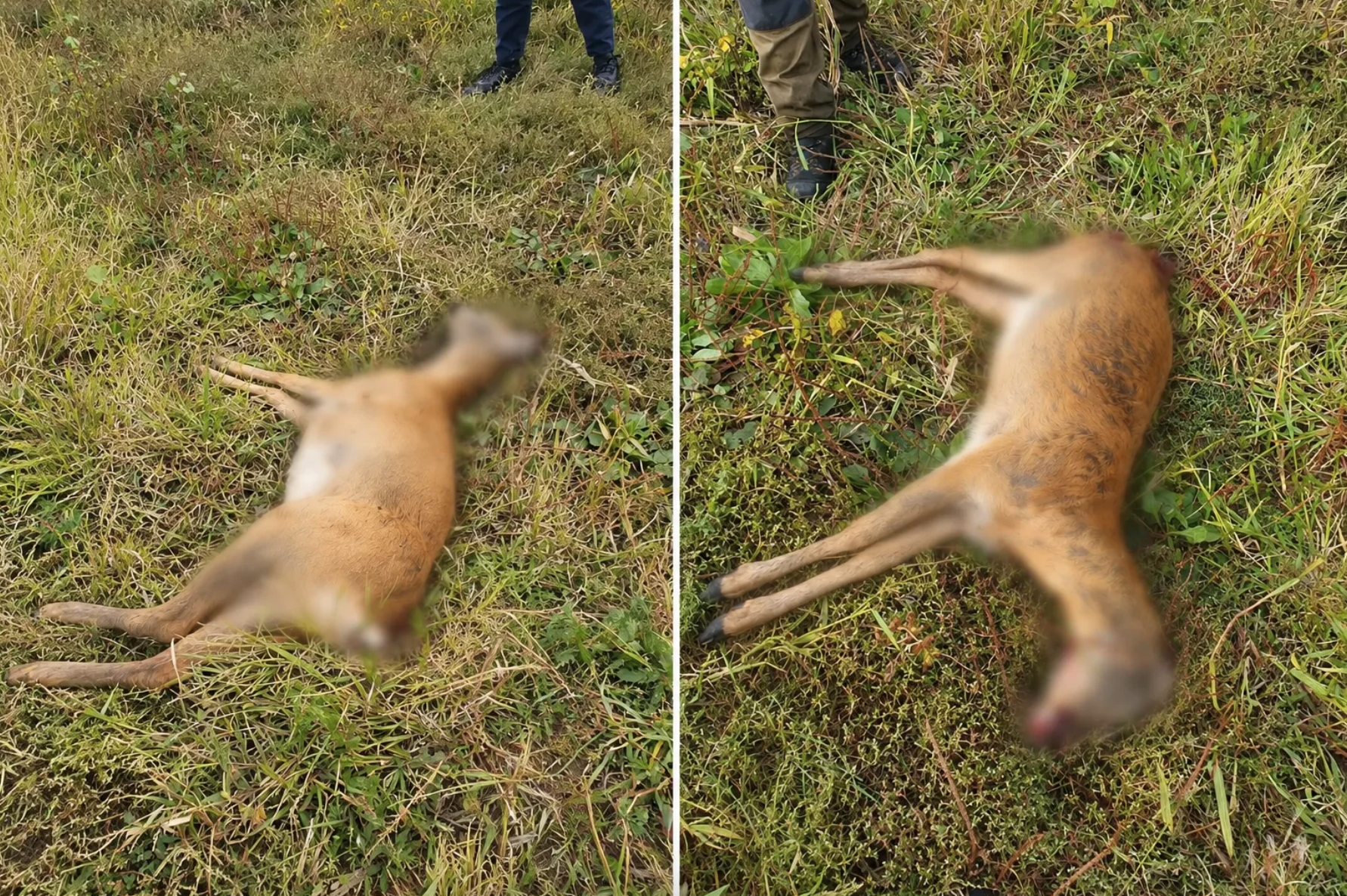 Braconaj în apropiere de Novaci. O căprioară a fost împușcată ilegal