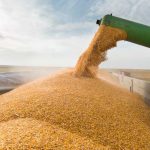 De patru ori mai puține cereale decât estima Guvernul: Cât au transportat fermierii ucraineni prin Moldova în august