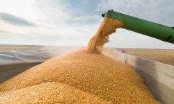 De patru ori mai puține cereale decât estima Guvernul: Cât au transportat fermierii ucraineni prin Moldova în august