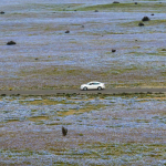 Imagini spectaculoase din Chile: Deșertul Atacama a înflorit după ploile abundente
