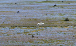 Imagini spectaculoase din Chile: Deșertul Atacama a înflorit după ploile abundente