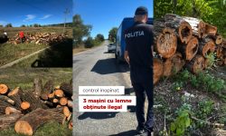 VIDEO Control inopinat la Întreprinderea pentru Silvicultură Iargara. Au fost găsite mașini cu lemn obținut ilegal