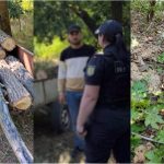 Mai mulți arbori, tăiați ilegal în apropierea frontierei, la Briceni
