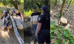 Mai mulți arbori, tăiați ilegal în apropierea frontierei, la Briceni