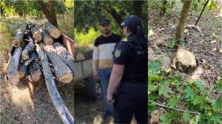 Mai mulți arbori, tăiați ilegal în apropierea frontierei, la Briceni