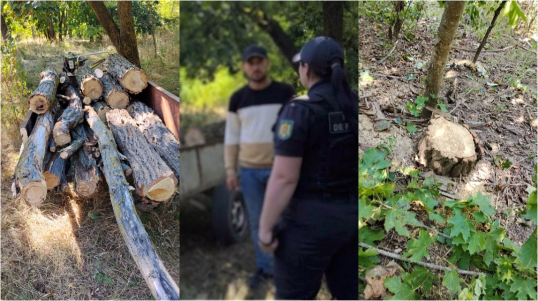 Mai mulți arbori, tăiați ilegal în apropierea frontierei, la Briceni