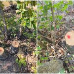 Tăieri ilegale în pădurea din Dondușeni: Primăria Arionești încearcă să identifice persoanele vinovate