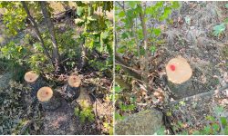 Tăieri ilegale în pădurea din Dondușeni: Primăria Arionești încearcă să identifice persoanele vinovate