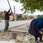 Atenție la culesul nucilor! Pericol de electrocutare în apropierea liniilor electrice