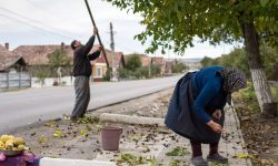 Atenție la culesul nucilor! Pericol de electrocutare în apropierea liniilor electrice