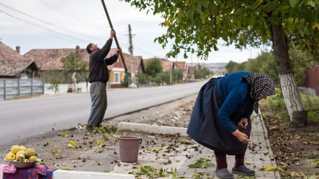 Atenție la culesul nucilor! Pericol de electrocutare în apropierea liniilor electrice