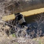 VIDEO cu o vacă care a căzut într-o groapă de cinci metri. Cum a fost salvată