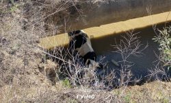 VIDEO cu o vacă care a căzut într-o groapă de cinci metri. Cum a fost salvată