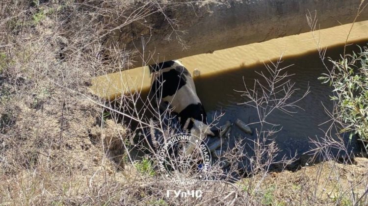 VIDEO cu o vacă care a căzut într-o groapă de cinci metri. Cum a fost salvată