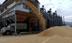 BANI.MD Moldova urcă pe locul doi în UE la exportul de grâu. Peste Serbia și Ucraina