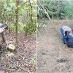 Tăieri ilegale de arbori la Briceni. Inspectorii de mediu au identificat persoanele bănuite