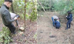 Tăieri ilegale de arbori la Briceni. Inspectorii de mediu au identificat persoanele bănuite