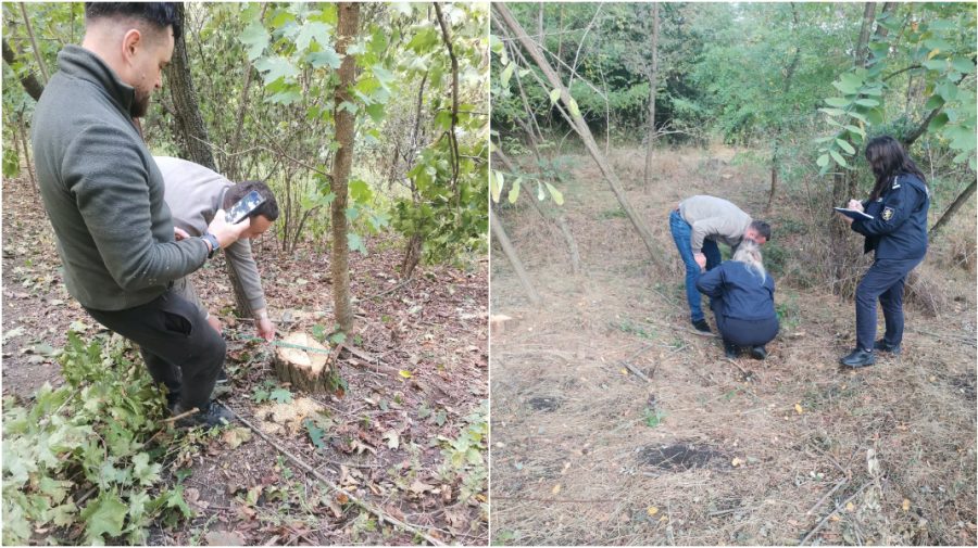 Tăieri ilegale de arbori la Briceni. Inspectorii de mediu au identificat persoanele bănuite
