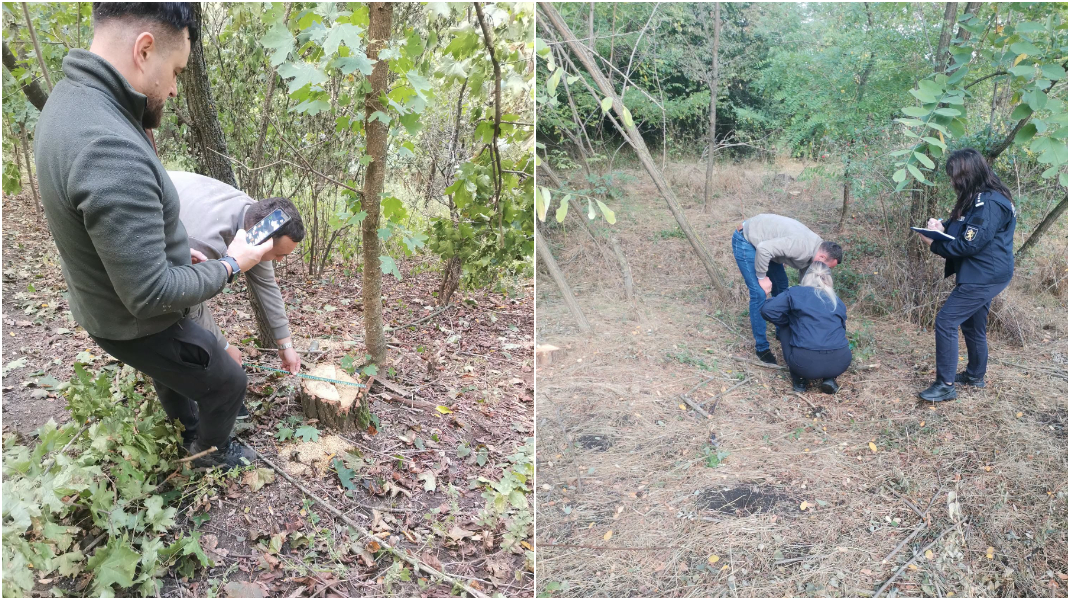 Tăieri ilegale de arbori la Briceni. Inspectorii de mediu au identificat persoanele bănuite