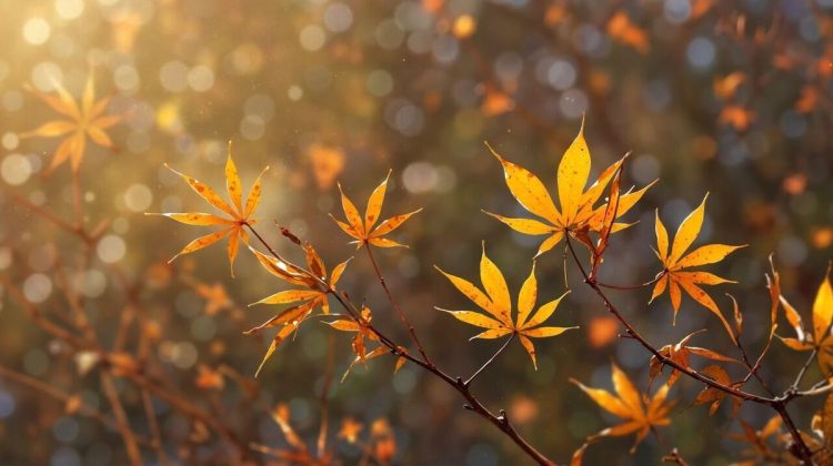 Prognoza meteo pentru duminică, 20 septembrie: Cer noros în toată țara și până la 25 de grade