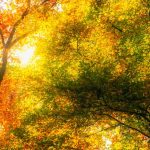 Prognoza meteo pentru 30 septembrie: Cer senin și până la +23°C.