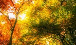 Prognoza meteo pentru 30 septembrie: Cer senin și până la +23°C.