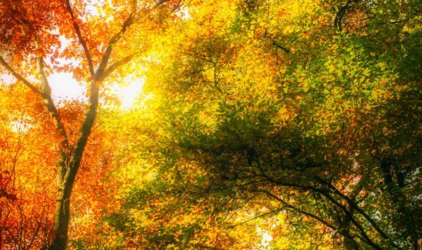 Prognoza meteo pentru 30 septembrie: Cer senin și până la +23°C.