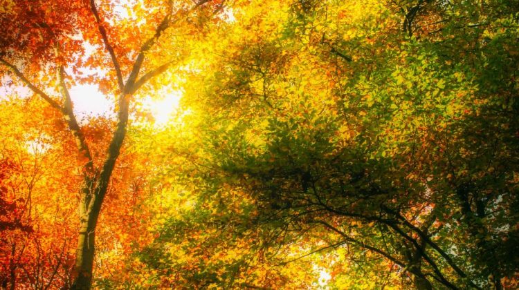 Prognoza meteo pentru 30 septembrie: Cer senin și până la +23°C.