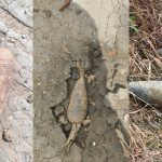 Opt obiecte explozive, nimicite de geniștii militari în prima zi de toamnă. Unde au fost găsite